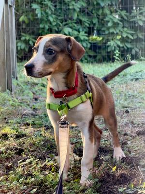 Crayon (61865120), Labrador Retriever and German Shepherd Dog, puppy, available for adoption