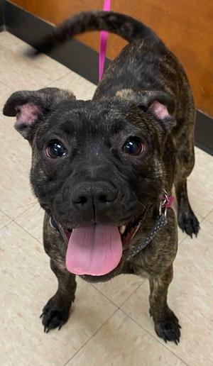 Witch's brew, Pug Mix, puppy, available for adoption
