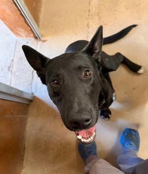 Arizona (61867689), German Shepherd Dog and Labrador Retriever, young, available for adoption