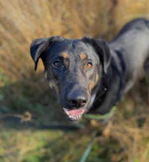 A black and brown dog with a happy expression, looking up at the camera.
