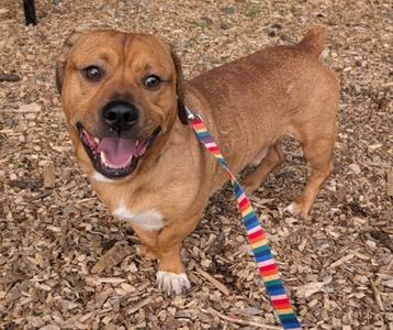 A brown dog with a white chest and paws, wearing a colorful striped leash, standing on a bed of wood chips and looking up with a happy expression.
