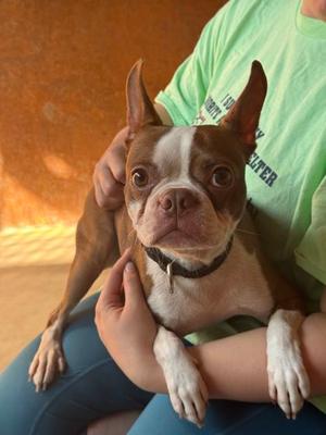 Penny, Boston Terrier Mix, adult, available for adoption