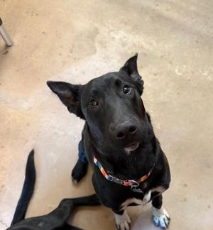 Kitty, German Shepherd Dog Mix, young, available for adoption