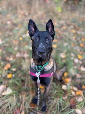 A black and tan dog with pointed ears and a green collar, sitting on grass with autumn leaves around it.