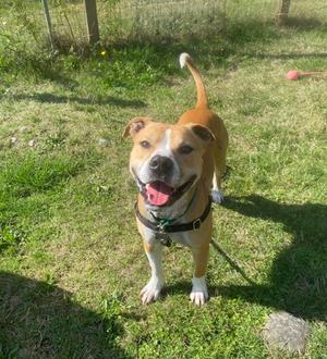 A brown and white dog standing on grass, wearing a harness and looking at the camera with its mouth open.