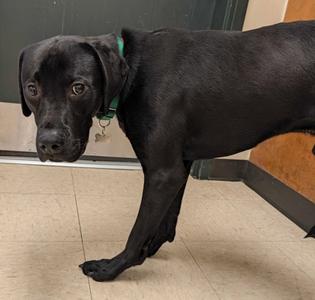 Heinrick, German Shorthaired Pointer and Labrador Retriever, young, available for adoption