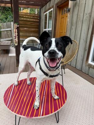 Domino (60810111), American Staffordshire Terrier Mix, young, available for adoption