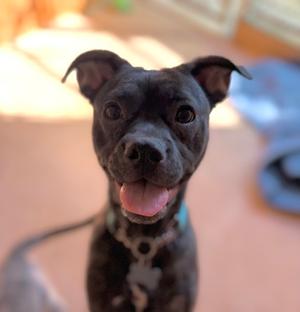 A black dog with a happy expression, its tongue out, wearing a collar with a tag.