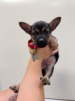 A small black and tan puppy with large ears is being held in a person's hand. The puppy is wearing a red collar with a silver bone-shaped tag.