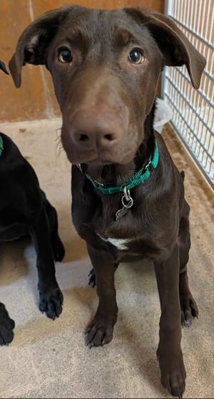 Chucky, Labrador Retriever Mix, puppy, available for adoption