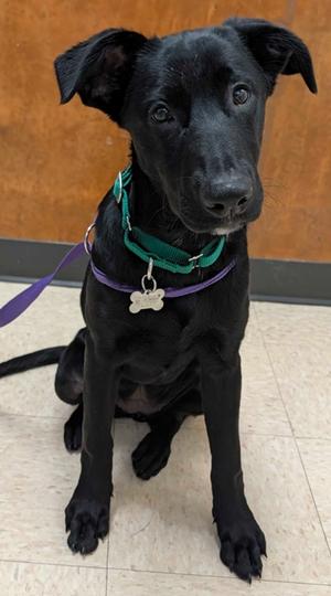 Tiffany Valentine, Labrador Retriever Mix, puppy, available for adoption