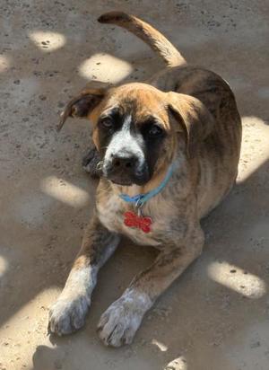 A brindle-colored dog with a blue collar and a red bone-shaped tag, lying on a concrete surface with sunlight casting shadows around it.