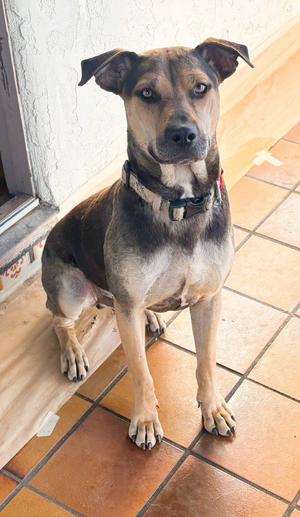 Buddy - Courtesy Post, Beagle / Boxer, young, available for adoption