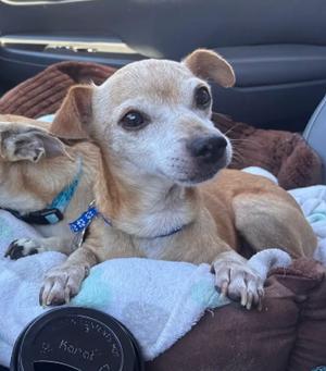 Kody, Chihuahua, senior, available for adoption