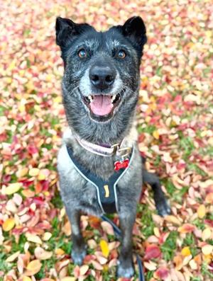 August, Belgian Shepherd Malinois, adult, available for adoption