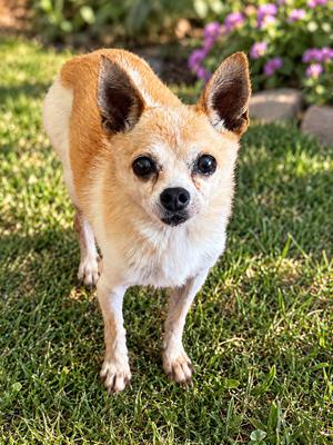 Atom, Chihuahua, adult, available for adoption
