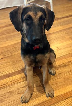 Buster, German Shepherd Dog / Great Dane, young, available for adoption