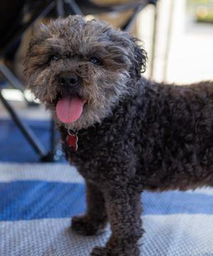Charlie, Poodle (Miniature), senior, available for adoption