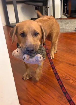 Johnny, Retriever / Basset Hound, young, available for adoption