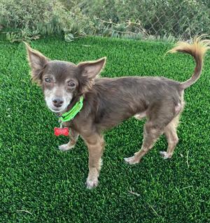 Jude, Chihuahua, adult, available for adoption