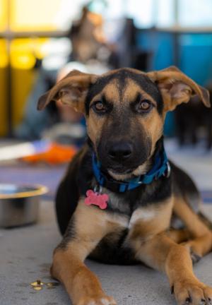 Chester, German Shepherd Dog / Great Dane, young, available for adoption