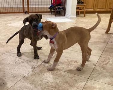 Millie, Pit Bull Terrier / Boxer, puppy, available for adoption