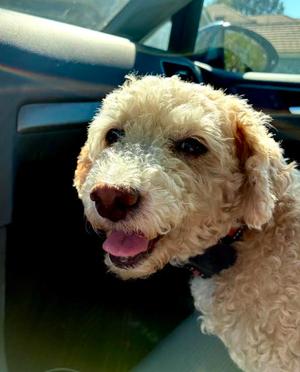 Bella, Poodle (Miniature), senior, available for adoption