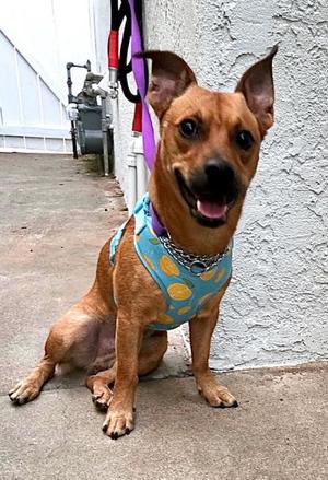 Felix, Corgi / Labrador Retriever, adult, available for adoption