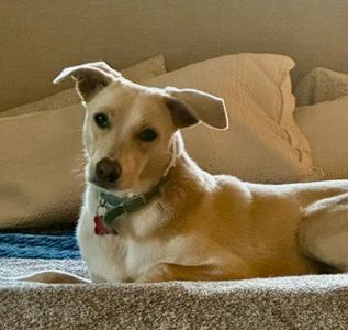 A light-colored dog with floppy ears lying on a couch, wearing a green collar with a red tag.