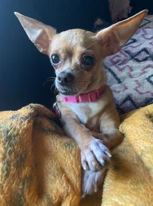 Buscemi, Chihuahua, adult, available for adoption