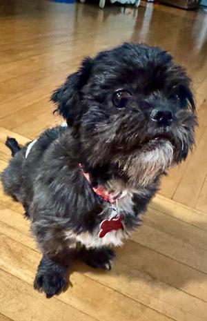 Chewy, Shih Tzu, senior, available for adoption