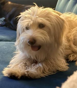 Dolly, West Highland White Terrier Westie / Cockapoo, adult, available for adoption