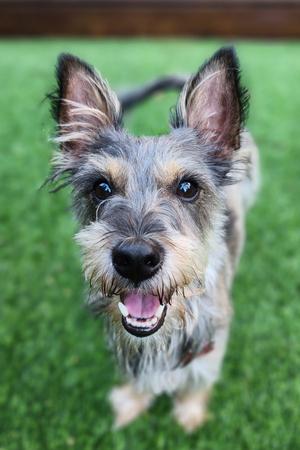 A close-up of a small dog with a scruffy coat, standing on green grass. The dog has pointed ears, dark eyes, and a black nose, with its mouth open in a happy expression.