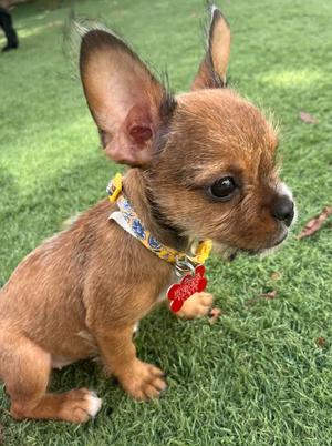 A small brown dog with large ears sitting on green grass, wearing a yellow collar with a red tag.