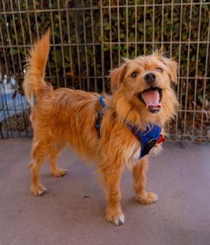 Biscuit, Terrier, young, available for adoption