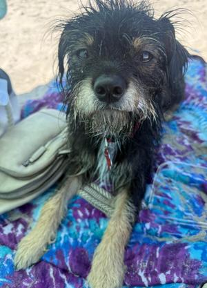 Bogie, Border Terrier / Yorkshire Terrier Yorkie, adult, available for adoption