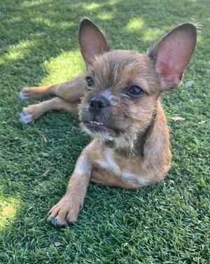 A small brown dog with large ears lying on green grass.