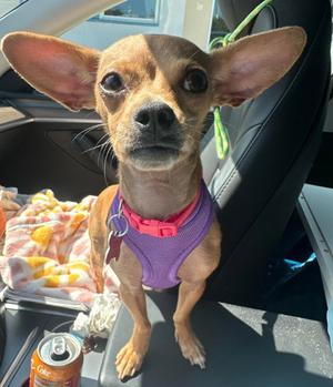 Chia, Chihuahua, young, available for adoption