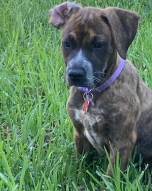 Maisie, Boxer / Pit Bull Terrier, puppy, available for adoption