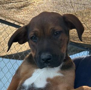 Jupiter, German Shepherd Dog / Great Pyrenees, puppy, available for adoption