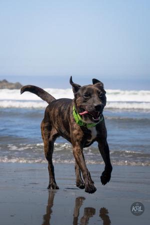 Pepper, Catahoula Leopard Dog / Labrador Retriever, adult, available for adoption