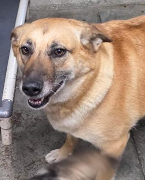Blossom, German Shepherd Dog, adult, available for adoption