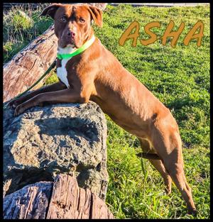 Asha, Pit Bull Terrier / Dogue de Bordeaux, young, available for adoption