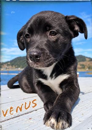 Venus, German Shepherd Dog / Great Pyrenees, puppy, available for adoption