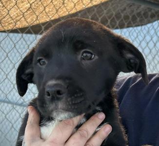 Mars, German Shepherd Dog / Great Pyrenees, puppy, available for adoption