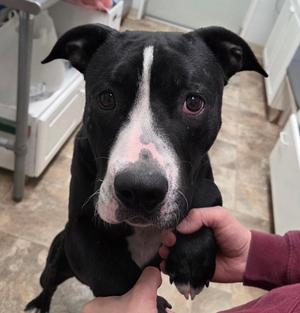 Lewis, Pit Bull Terrier, puppy, available for adoption