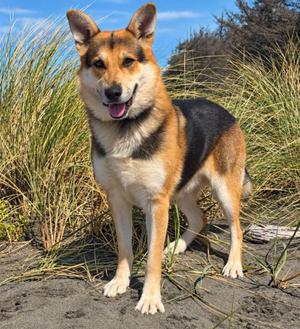 Sebastian, Shepherd / Husky, adult, available for adoption