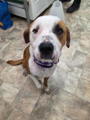 A brown and white dog with a purple collar sitting on a tiled floor.