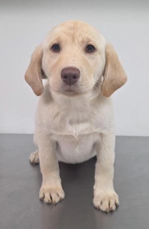 A light-colored puppy sitting on a gray surface with a white background.