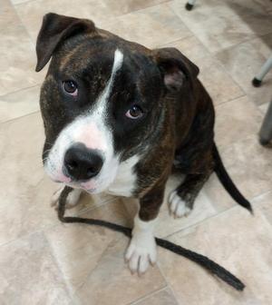 Clark, Pit Bull Terrier, puppy, available for adoption